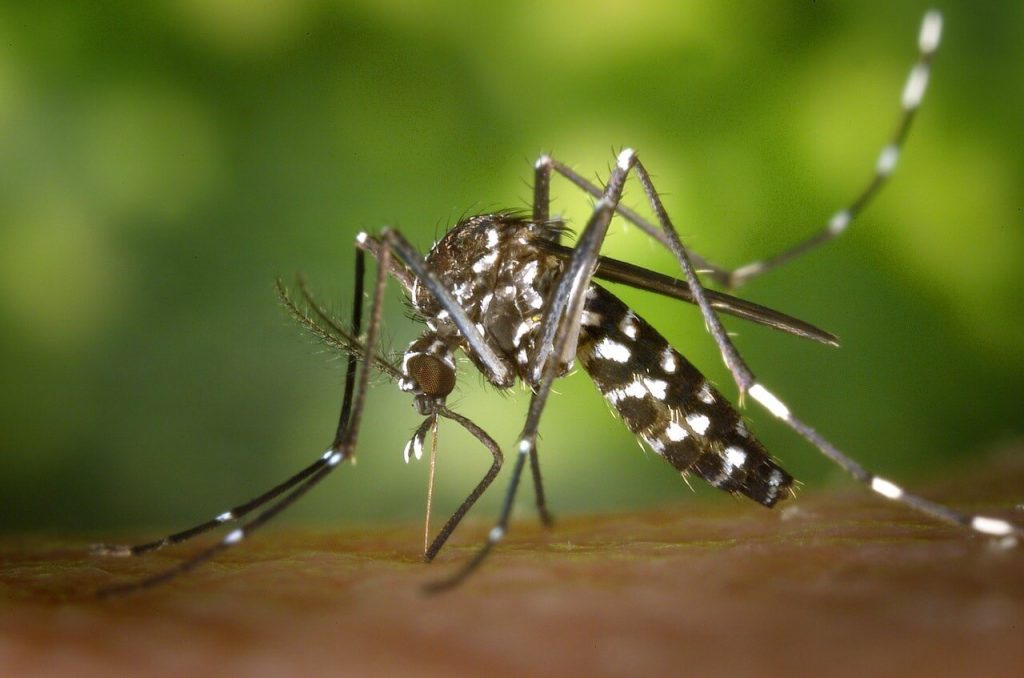 Mosquito causing Malaria